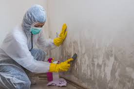 Professional Mold Remediation in Ronceverte, WV